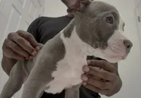 Nino, a male American Bully for sale in Coolidge, AZ – 1 of 5
