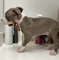 Peaches, a female American Bully for sale in Philadelphia, PA – 3 of 5