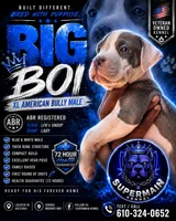 Big Boi, a male American Bully for sale in Coolidge, AZ – 5 of 5