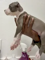 Peaches, a female American Bully for sale in Philadelphia, PA – 4 of 5