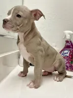 PRINCESS, a female American Bully for sale in Coolidge, AZ – 4 of 9