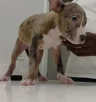 Mercedes, a female American Bully for sale in Coolidge, AZ – 2 of 8