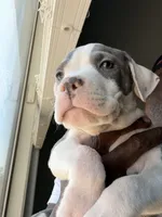 Big Boi, a male American Bully for sale in Philadelphia, PA – 4 of 6