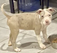 Lily , a female American Bully for sale in Coolidge, AZ – 5 of 5