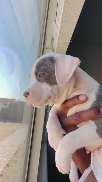 Big Boi, a male American Bully for sale in Philadelphia, PA – 6 of 6
