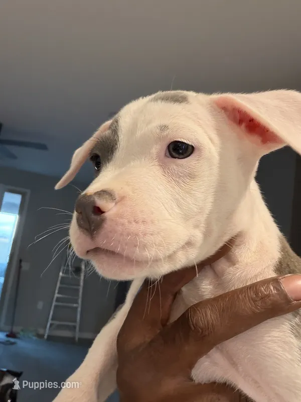 Chanel #2, a female American Bully for sale in Coolidge, AZ – 1 of 3