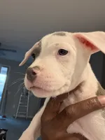 Chanel #2, a female American Bully for sale in Coolidge, AZ – 1 of 3