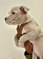 PRINCESS, a female American Bully for sale in Coolidge, AZ – 8 of 9