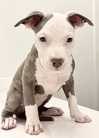 Chanel #1, a female American Bully for sale in Coolidge, AZ – 1 of 6