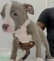 Nino, a male American Bully for sale in Coolidge, AZ – 5 of 5