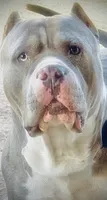 Mercedes, a female American Bully for sale in Coolidge, AZ – 7 of 8