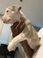 Lily , a female American Bully for sale in Coolidge, AZ – 2 of 5