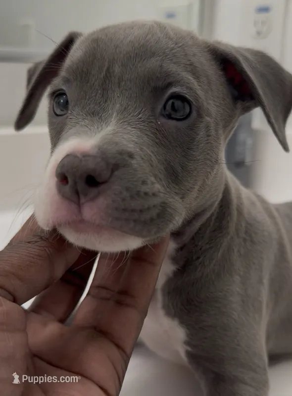 DeeMX – American Bully puppy for sale in Coolidge, AZ