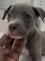 DeeMX, a female American Bully for sale in Coolidge, AZ – 1 of 3