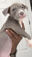 Main Man, a male American Bully for sale in Coolidge, AZ – 6 of 7