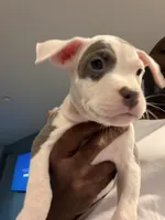 Chanel #2, a female American Bully for sale in Coolidge, AZ – 2 of 3