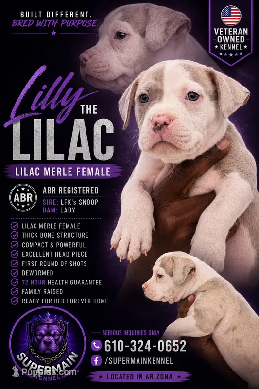 Lily  – American Bully puppy for sale in Coolidge, AZ