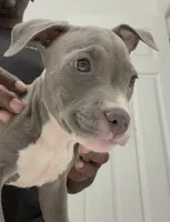 Main Man, a male American Bully for sale in Coolidge, AZ – 2 of 7