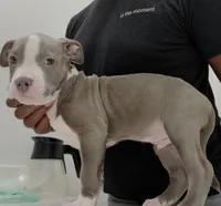Nino, a male American Bully for sale in Coolidge, AZ – 3 of 5