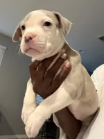 Lily , a female American Bully for sale in Coolidge, AZ – 4 of 5
