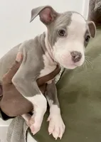 Peaches, a female American Bully for sale in Philadelphia, PA – 5 of 5