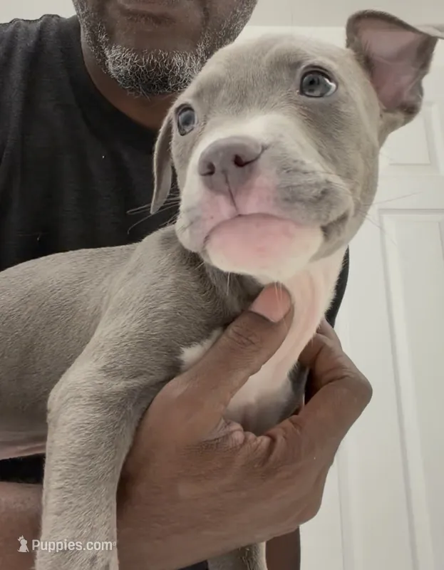 Main Man – American Bully puppy for sale in Coolidge, AZ