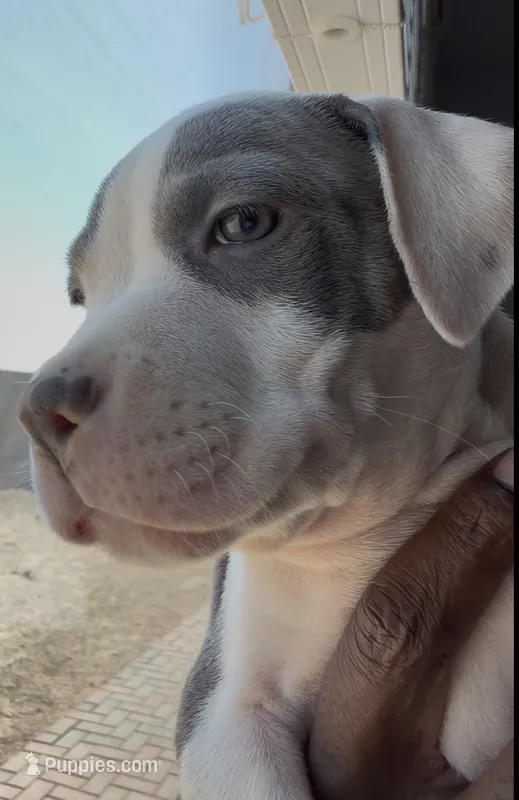 Big Boi – American Bully puppy for sale in Philadelphia, PA