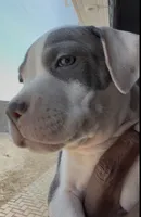 Big Boi, a male American Bully for sale in Philadelphia, PA – 1 of 6