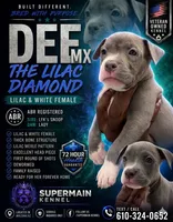 DeeMX, a female American Bully for sale in Coolidge, AZ – 3 of 3