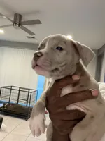 Lil Kim , a female American Bully for sale in Coolidge, AZ – 2 of 2