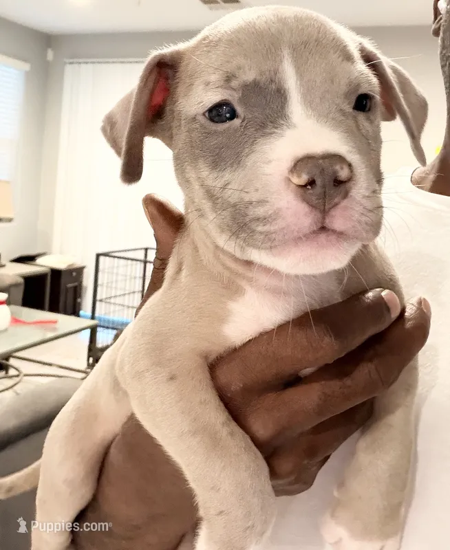 Lil Kim  – American Bully puppy for sale in Coolidge, AZ