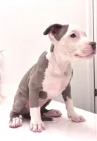 Chanel #1, a female American Bully for sale in Coolidge, AZ – 2 of 6