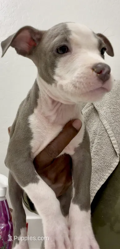 Peaches – American Bully puppy for sale in Philadelphia, PA