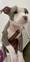 Peaches, a female American Bully for sale in Philadelphia, PA – 1 of 5