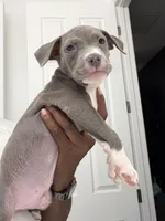 Main Man, a male American Bully for sale in Coolidge, AZ – 7 of 7