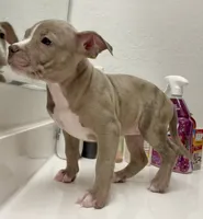 PRINCESS, a female American Bully for sale in Coolidge, AZ – 2 of 9