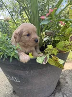 Max, a male Golden Retriever for sale in Portland, IN – 2 of 4