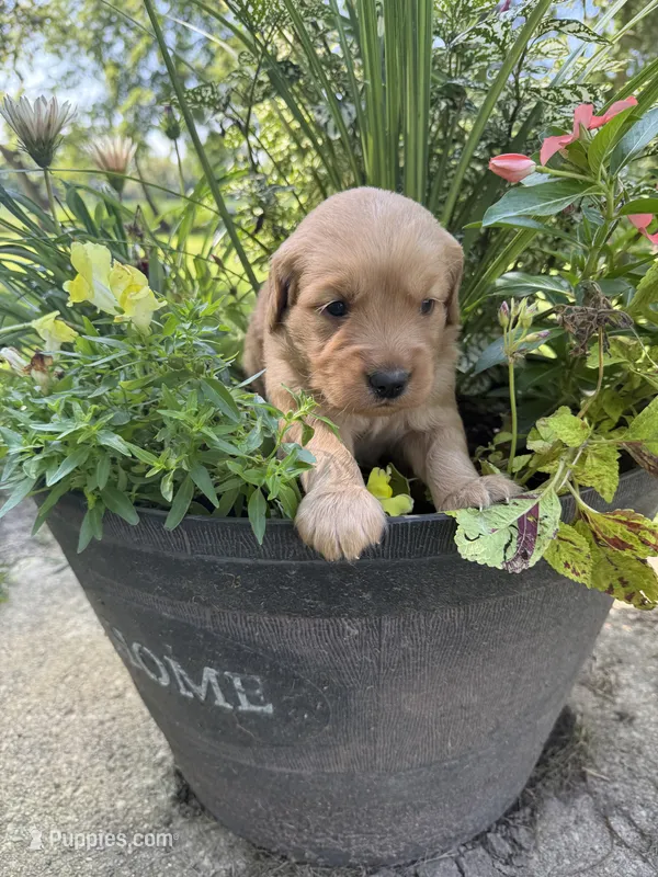 Max – Golden Retriever puppy for sale in Portland, IN