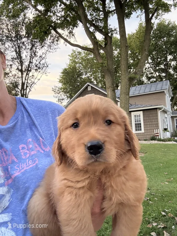 Tucker – Golden Retriever puppy for sale in Portland, IN