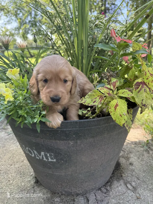 Tucker – Golden Retriever puppy for sale in Portland, IN