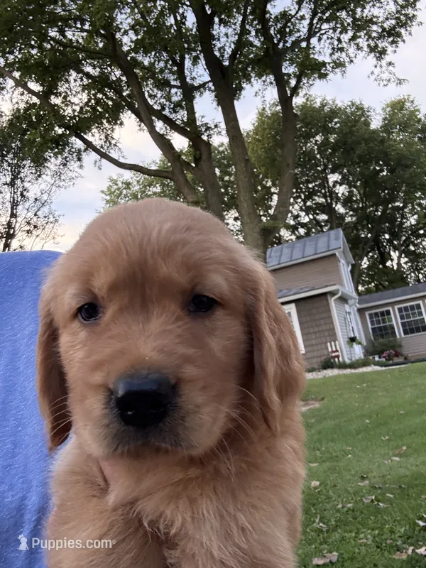 Scout – Golden Retriever puppy for sale in Portland, IN