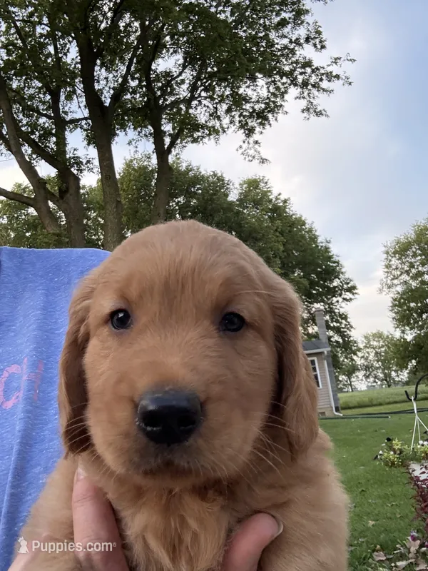 Max – Golden Retriever puppy for sale in Portland, IN