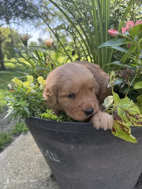 Maggie – Golden Retriever puppy for sale in Portland, IN