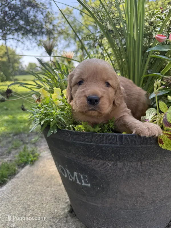 Bella – Golden Retriever puppy for sale in Portland, IN