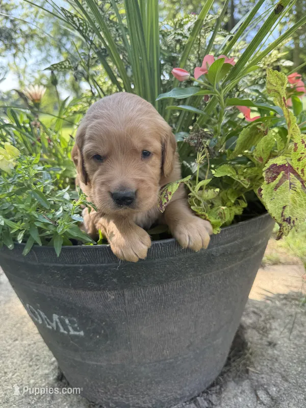 Scout – Golden Retriever puppy for sale in Portland, IN