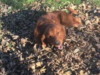 Scout, a male Golden Retriever for sale in Portland, IN – 3 of 3