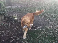 Scout, a male Golden Retriever for sale in Portland, IN – 2 of 3