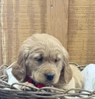 Bella, a female Golden Retriever for sale in Portland, IN – Photo 2 of 4