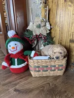 Bella, a female Golden Retriever for sale in Portland, IN – Photo 4 of 4