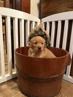 Bella, a female Golden Retriever for sale in Portland, IN – Photo 3 of 4